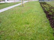 Travní plocha napadená ježatkou kuří noha, Trutnov centrum
