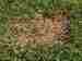 Antraknóza trávníku (Colletotrichum graminicola)