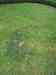 Čarodějná kruhovitost trávníku (Marasmius oreades)