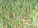 Padlí trav (Blumeria graminis)