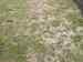 Sněžná šedobílá (tyfulová) plísňovitost trav (Typhula incarnata)