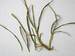 Rýhovatá snětlivost trav (Ustilago striiformis)