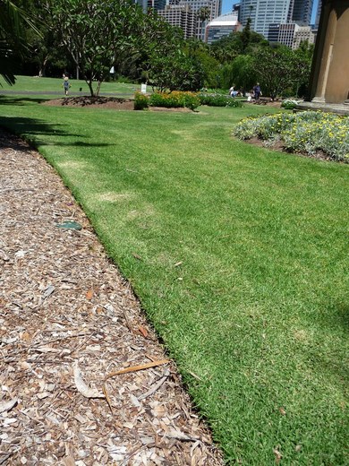 Sydney, oddělení trávníku obrubníkem. Tam, kde trávník v parku navazuje na okolní výsadbu, bývá oddělen obrubníkem.