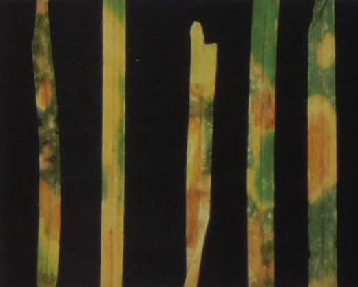 detail listy.JPG
