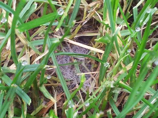 dolarová skvrnitost - pavučinkové mycelium.jpg