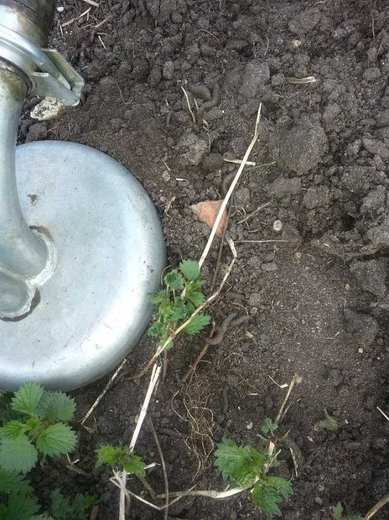 Dostatek potravy - ideální prostředí pro krtka.jpg