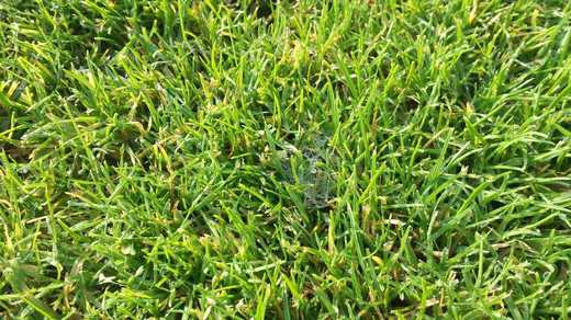 fusarioza mycelium.jpg
