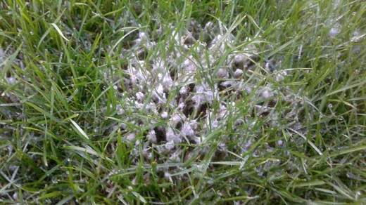 mycelia plísně sněžné 1.jpg
