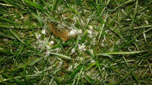 mycelia plísně sněžné 2.jpg