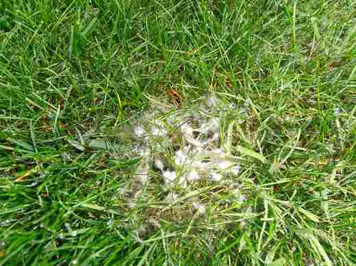 mycelia plísně sněžné 3.JPG
