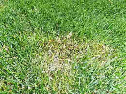 mycelia plísně sněžné 4.JPG