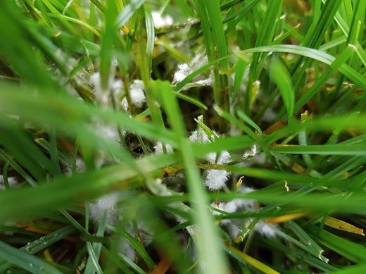 mycelia plísně sněžné.jpg