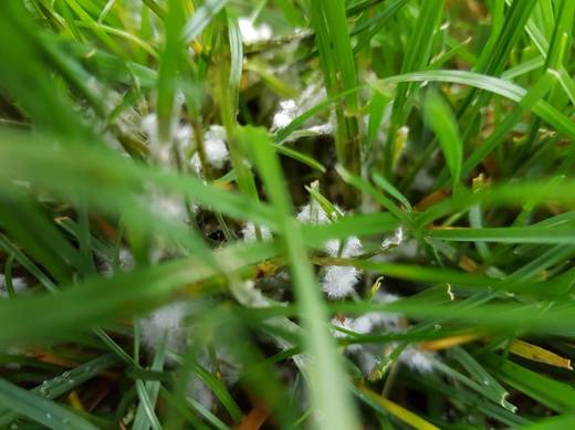 mycelia plísně sněžné.jpg
