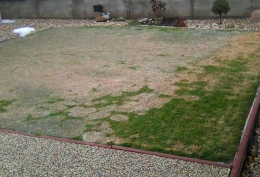 Paluška travní-masivní výskyt.jpg