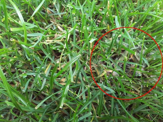 pavučinkové mycelium plísně sněžné.jpg