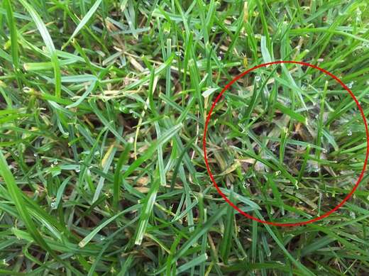 plíseň sněžná pavučinkové mycelium.jpg