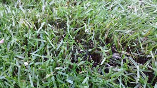 Pythium.jpg