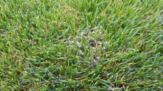 Pythium mycelium.jpg