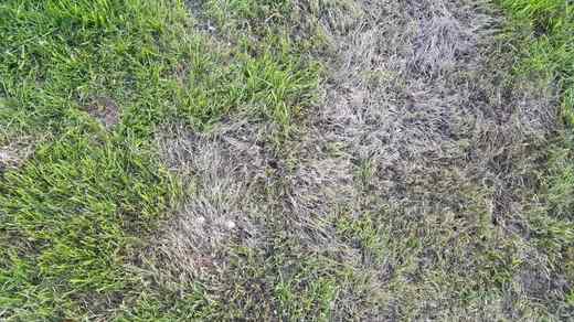 Pythium plošný pohled.jpg